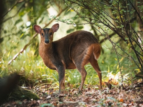 A small deer stands in a forest, surrounded by greenery and fallen leaves, looking curiously at the camera.