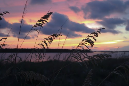 Silhouetted grass sways against a vibrant sunset with pink and orange hues over a calm body of water.