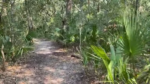 A narrow dirt path winding through a lush, green forest filled with palm plants and dense foliage.