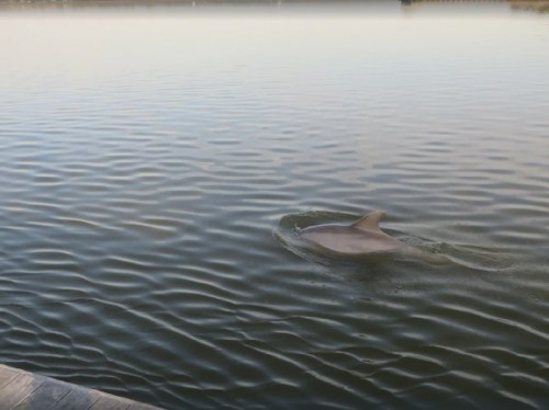 A dolphin swims gracefully in calm waters, creating gentle ripples on the surface.