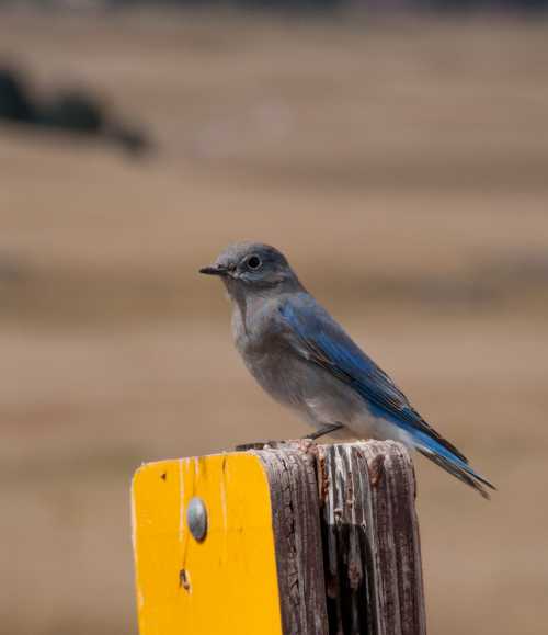 A blue bird perched on a weathered wooden post, with a blurred landscape in the background.