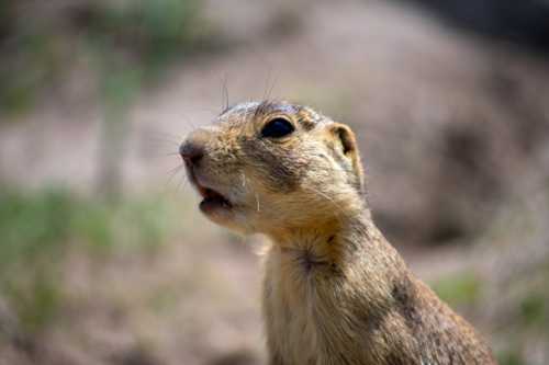 Close-up of a curious ground squirrel with a blurred natural background.