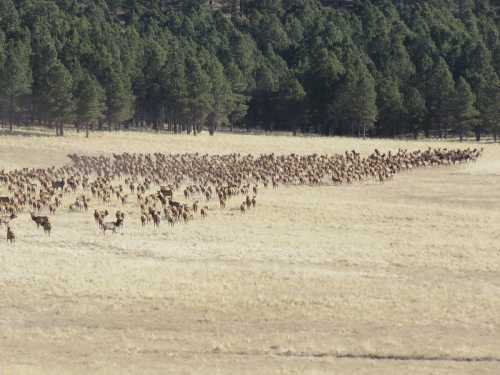 A large herd of deer running across a grassy field, surrounded by tall pine trees in the background.