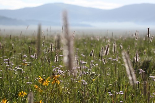 A lush field of wildflowers and tall grasses, with distant mountains and a misty landscape in the background.