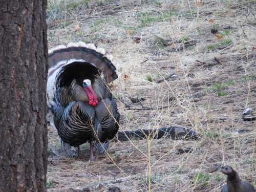 A male turkey displaying its feathers in a forested area, surrounded by grass and small plants.