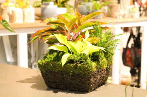 A vibrant arrangement of green and red plants in a moss-covered basket on a table.