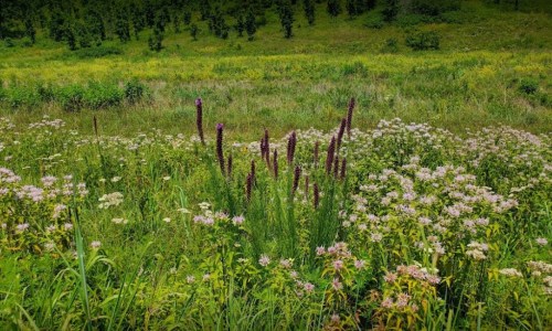 A lush green field filled with wildflowers and tall purple plants, surrounded by vibrant greenery.