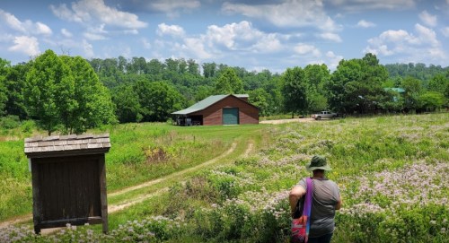 A person walks through a field of flowers near a barn, surrounded by trees and a blue sky with fluffy clouds.