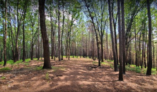 A serene forest path surrounded by tall trees and lush greenery under a clear blue sky.