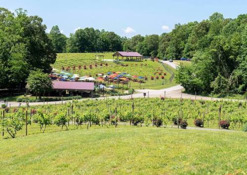 A scenic vineyard with rows of grapevines, colorful umbrellas, and a winding path through lush greenery.