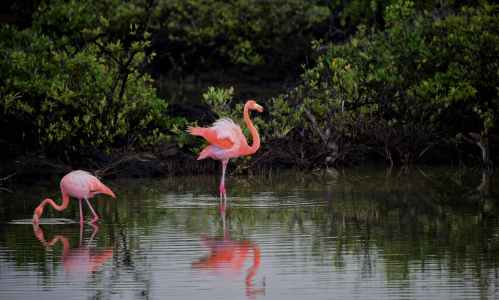 Two pink flamingos wade in calm water surrounded by lush green vegetation.