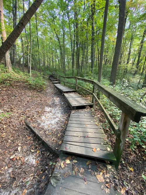 A wooden boardwalk winding through a lush, green forest with trees and fallen leaves.