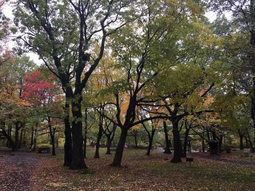 A serene park scene with trees displaying autumn colors, including green, yellow, and hints of red leaves.