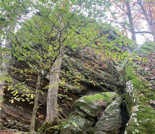 A rocky outcrop covered in moss, surrounded by trees and autumn foliage on the forest floor.