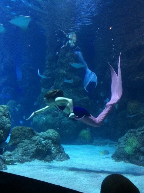 A mermaid in a pink tail swims gracefully underwater among rocks and fish in an aquarium setting.