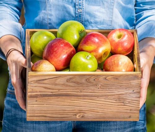 A person holds a wooden box filled with various apples, including red and green varieties, against a natural background.