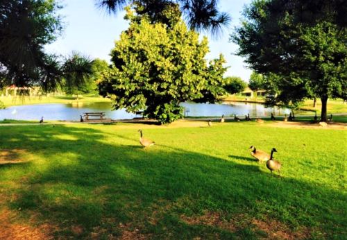 A serene park scene with a pond, green grass, trees, and ducks wandering near the water's edge.