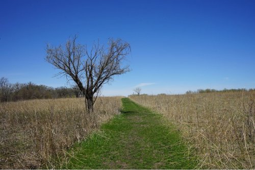 A narrow path through tall grass leads to a lone tree under a clear blue sky.