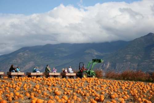A tractor pulls a wagon of people through a pumpkin patch with mountains and clouds in the background.