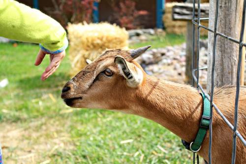 A close-up of a goat's head near a child's outstretched hand in a grassy area with hay bales in the background.