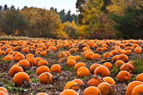 A vast pumpkin patch filled with bright orange pumpkins surrounded by autumn foliage and trees.