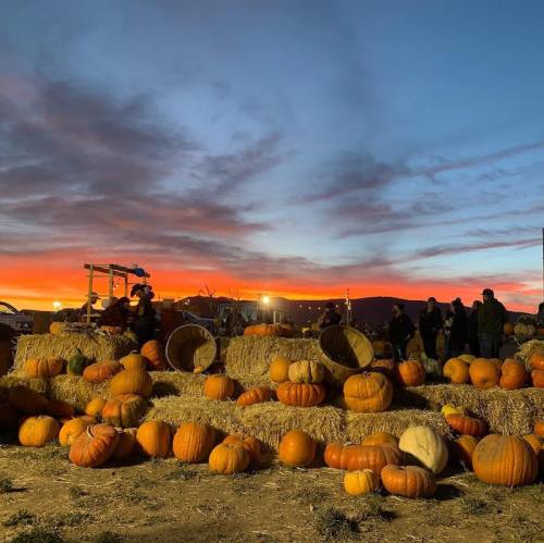 A pumpkin patch at sunset, with pumpkins scattered on hay bales and a colorful sky in the background.