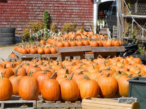 A farm display of numerous bright orange pumpkins arranged on wooden pallets, with a rustic background.