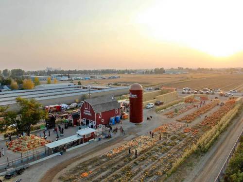 Aerial view of a farm with a red barn, silo, and pumpkin patch, surrounded by fields and parked cars at sunset.