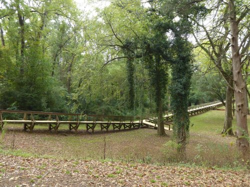 A winding wooden pathway through a lush green forest with trees and fallen leaves on the ground.