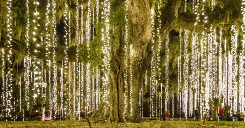 A large tree adorned with cascading strings of bright white lights, creating a magical, illuminated atmosphere.