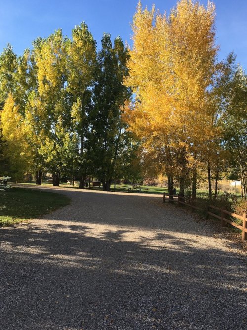 A gravel path winds through a park with vibrant yellow and green trees under a clear blue sky.