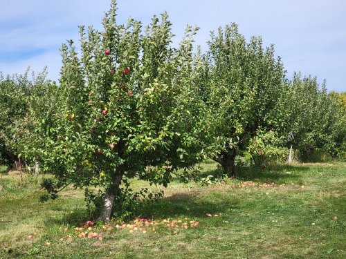 A sunny orchard with apple trees, some bearing fruit and others with fallen apples on the grass.