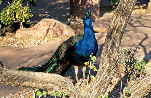 A vibrant peacock with a striking blue and green plumage stands among rocks and plants in a natural setting.