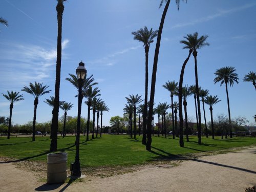 A sunny park scene with tall palm trees, green grass, and a lamp post under a clear blue sky.