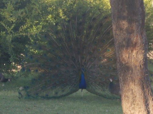 A peacock displaying its vibrant feathers in a grassy area, with trees in the background.