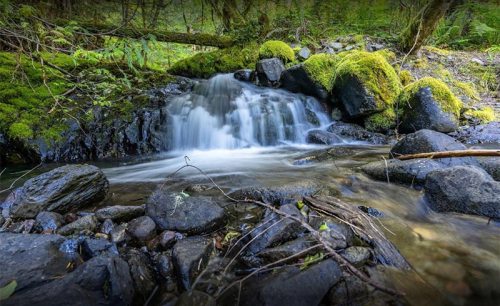 A serene stream flows over smooth rocks, surrounded by lush green moss and forest vegetation.