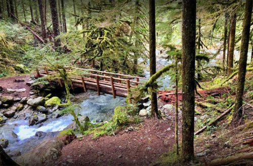 A wooden bridge spans a clear stream, surrounded by lush green trees and moss-covered rocks in a serene forest setting.