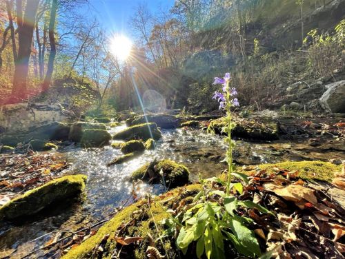 A vibrant purple flower stands by a sparkling stream, with sunlight filtering through trees in the background.