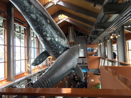 A large whale model suspended from the ceiling of a modern building with large windows and wooden accents.
