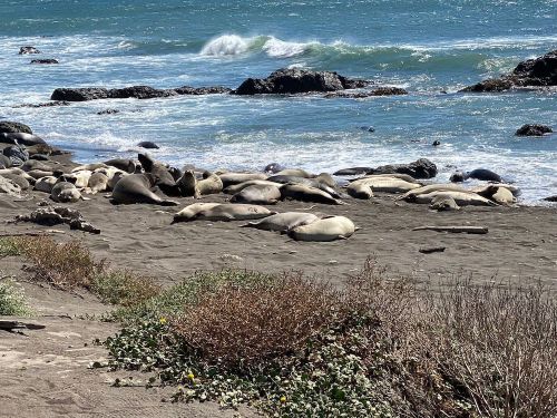 A group of seals resting on a sandy beach near the ocean, with waves and rocks in the background.
