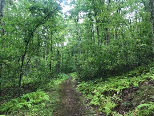 A winding dirt path through a lush green forest, surrounded by ferns and tall trees.