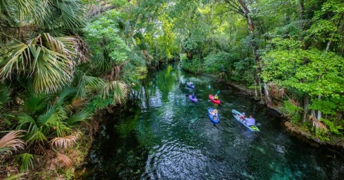 Views of a winding river surrounded by lush greenery, at Silver Springs State Park in Florida, with multiple kayakers paddling along the calm waters.