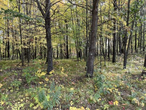 A serene forest scene with trees displaying autumn foliage and a carpet of colorful leaves on the ground.