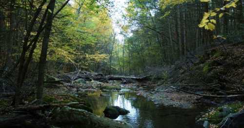 A serene forest scene with a calm stream, surrounded by trees and autumn foliage.