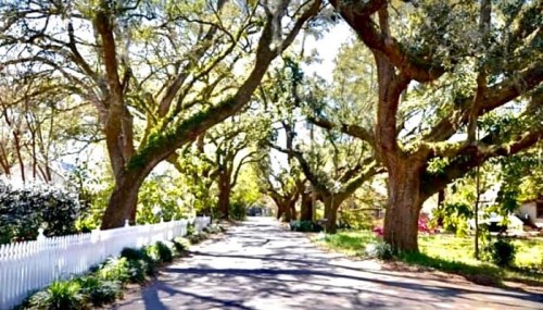A serene tree-lined street with large, leafy trees arching over a quiet road, bordered by a white picket fence.