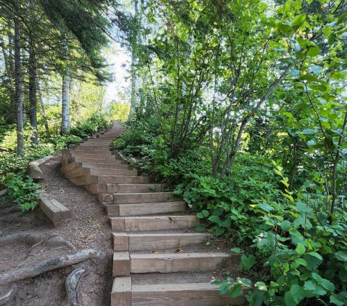 A winding wooden staircase surrounded by lush greenery and trees, leading up a natural path.