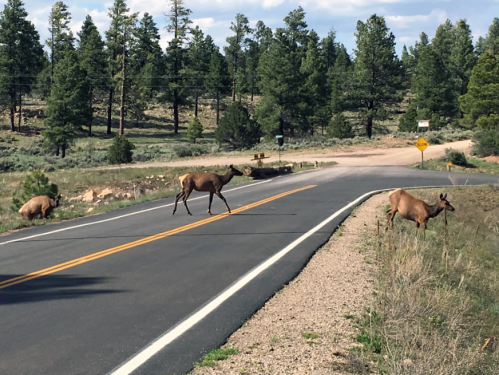 Three elk crossing a road in a forested area, with trees and a clear sky in the background.