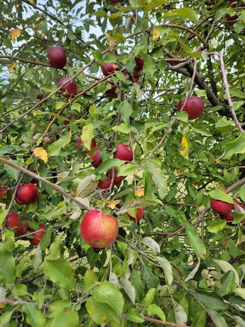 A close-up of a tree branch laden with ripe red apples surrounded by green leaves.