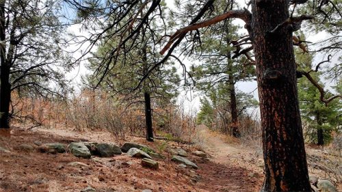 A forest path winding through tall trees and rocky terrain, with a mix of green foliage and autumn colors.