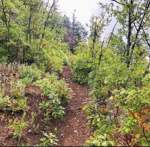 A narrow dirt path winding through lush green foliage and trees on a misty day.